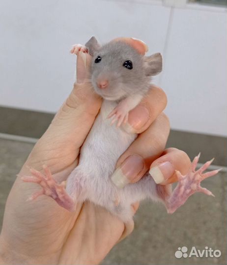 Крысята оптом и розница