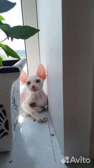 Канадский сфинкс котенок