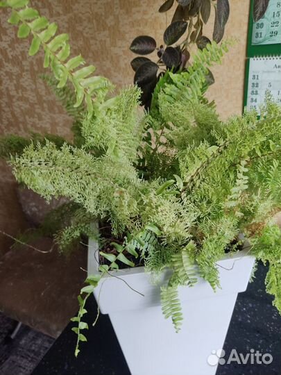 Папоротник комнатный