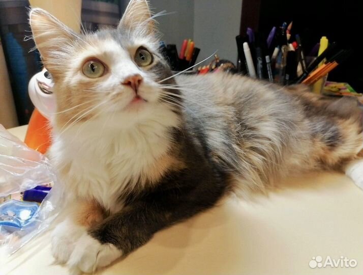 Маруся ищет дом