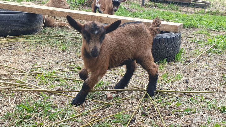 Карликовые козы и козочки молочного направления