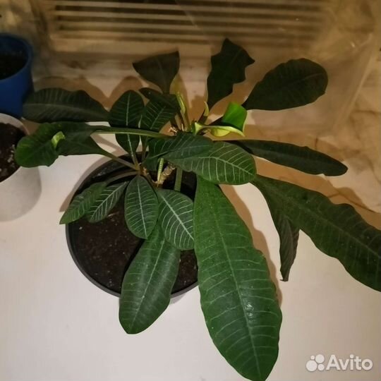 Молочай пальмовый