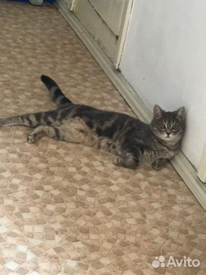 Кошка