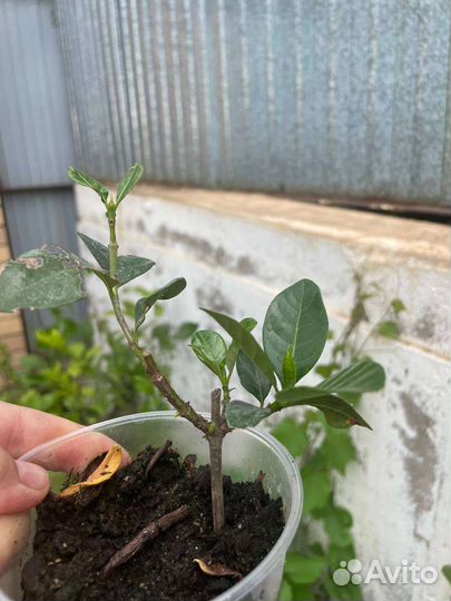 Гардения жасминовидная