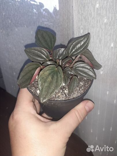 Пеперомия Санторини