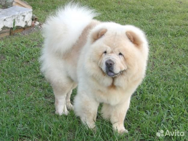 Вязка чау чау с документами