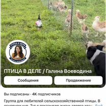 Куры. Петухи. Инкубационное яйцо, Москва