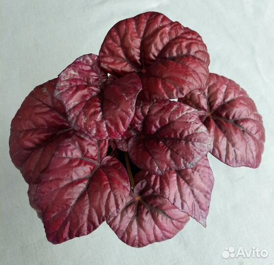 Бегония Инка Файер декоративно лиственная