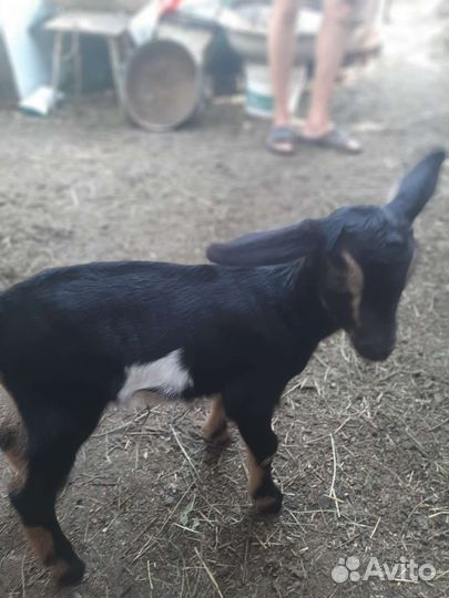 Домашние животные