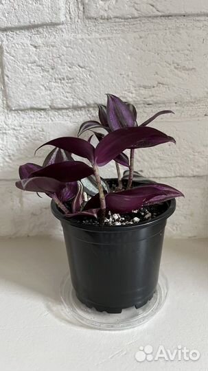 Традесканция зебрина