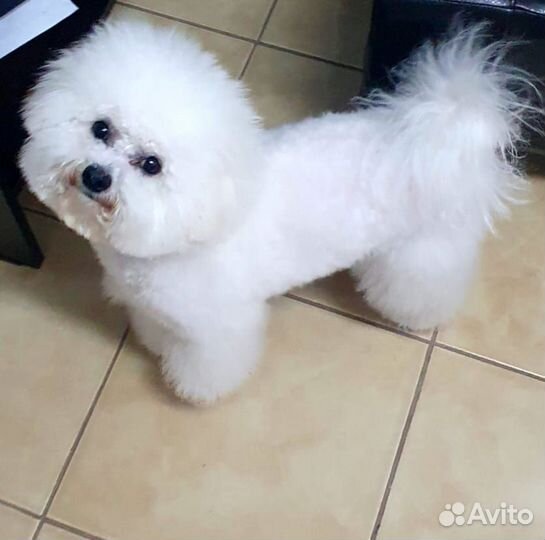 Мини бишон фризе