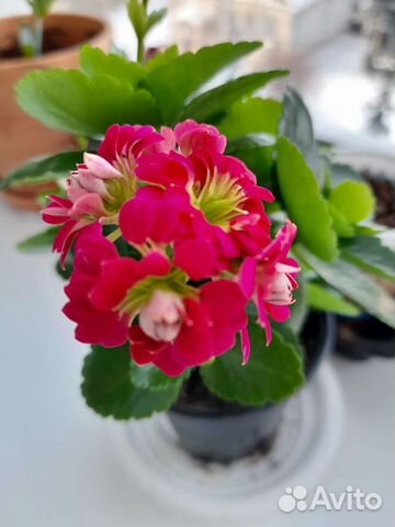 Комнатные растения