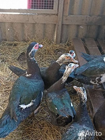 Мускусные утки