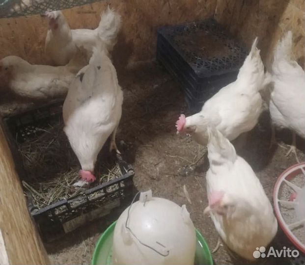 Живые Куры Несушки