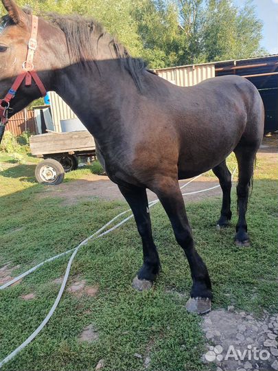 Лошадь кобыла