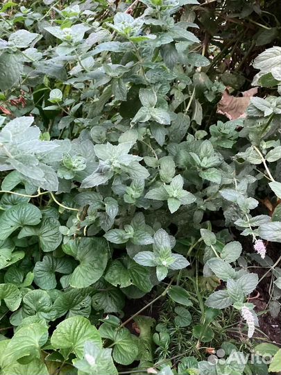 Рассада эстрагон