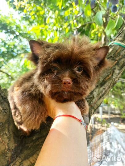 Шоколадный йорк