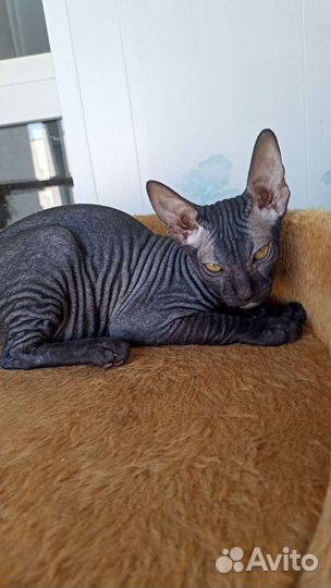 Канадский сфинкс браш