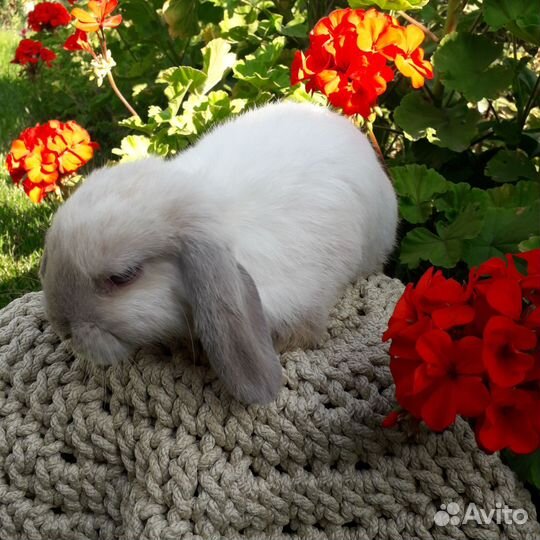 Карликовый вислоухий кролик