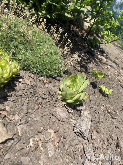 Каменная роза