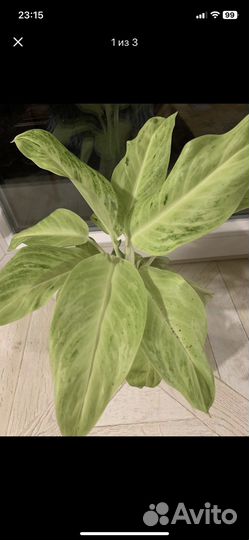 Аглаонема сан дроп