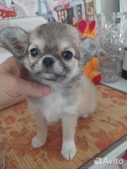 Девочка чихуахуа