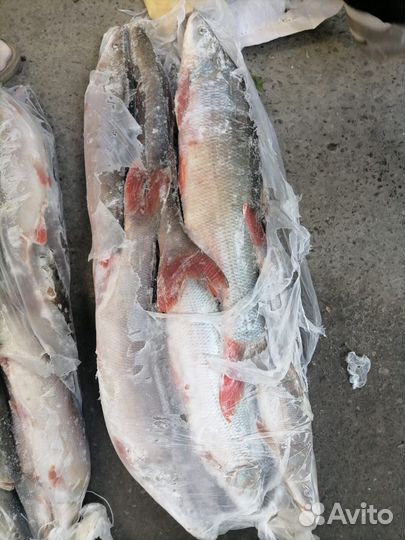 Краснопёрка рыба свежемороженая