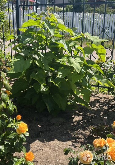 Саженцы катальпы