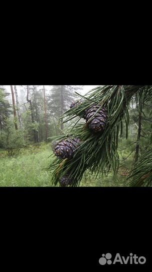 Сосна сибирская