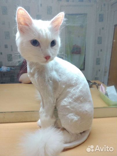 Груминг, pet стрижка собак и кошек