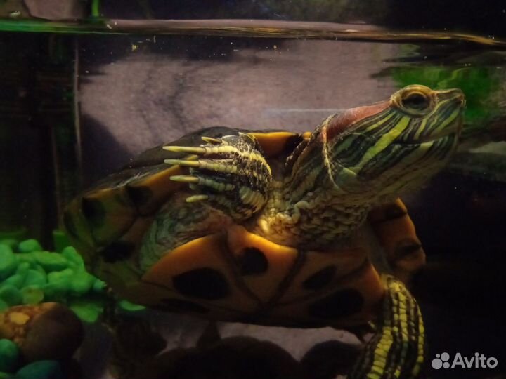 Красноухая черепаха