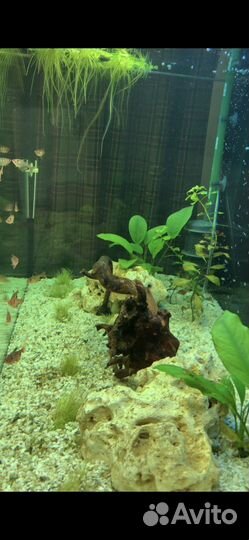 Обслуживание аквариума (чистка)