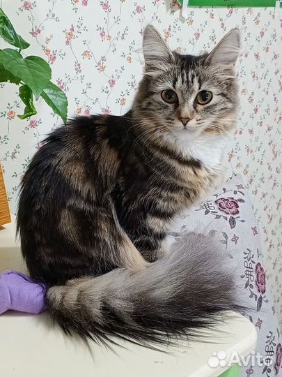 Вязка кошек