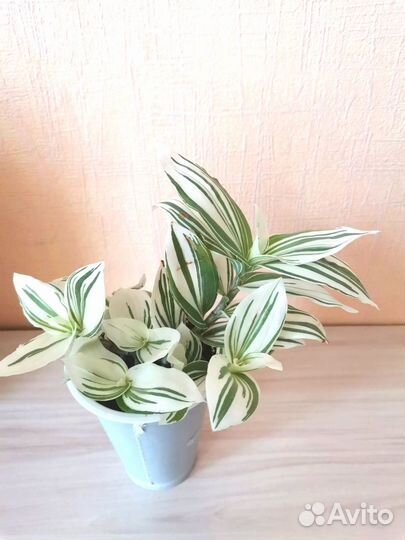 Комнатные цветы (Традесканция(альба) Хлорофитум