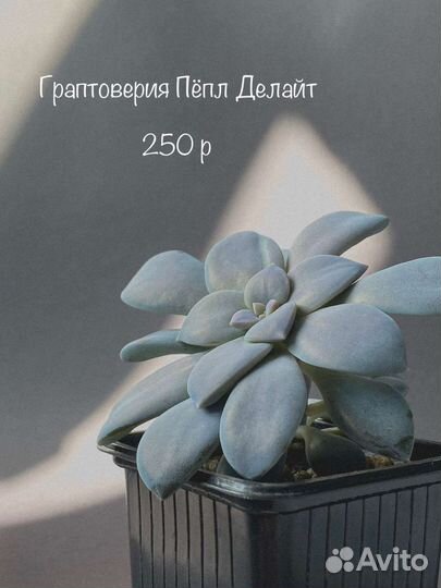 Суккуленты часть 2