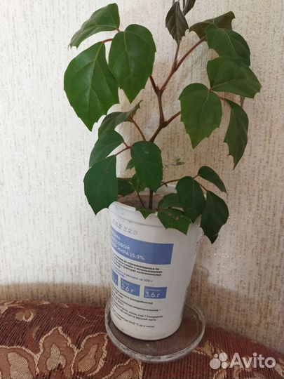 Циссус березка