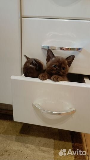 Бурманский котенок