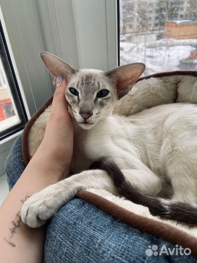 Кошка породы ориентал