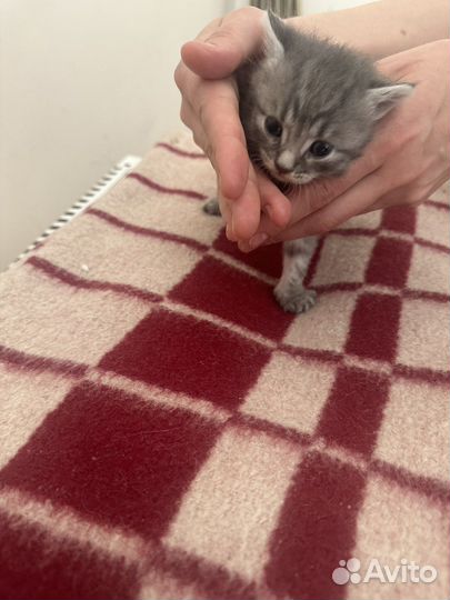 Котята в добрые руки 1 месяц