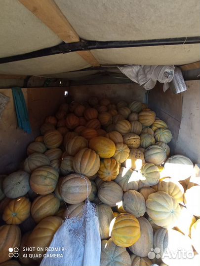 Дыня эфиопка