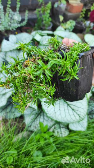 Флокс шиловидный белый