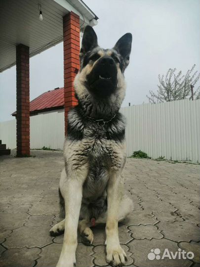 Восточноевропейская овчарка вязка