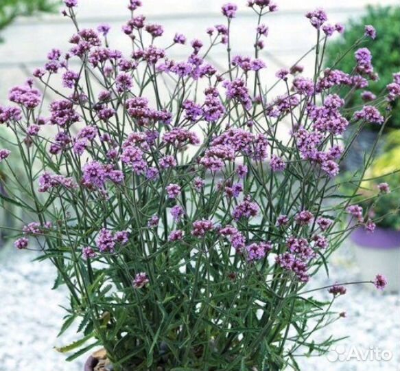 Многолетники-вербена бонарская,эхинацея,анемона