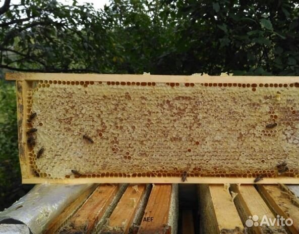 Мед 2024 года из Алтая оптом