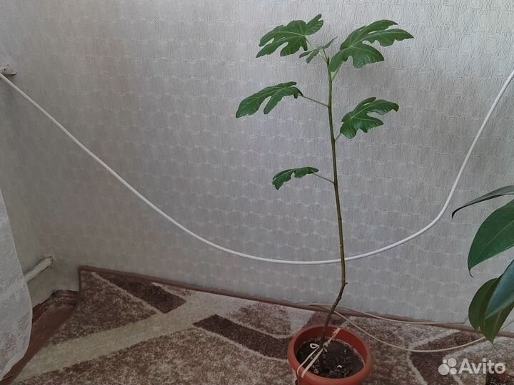 Инжир плодоносящий