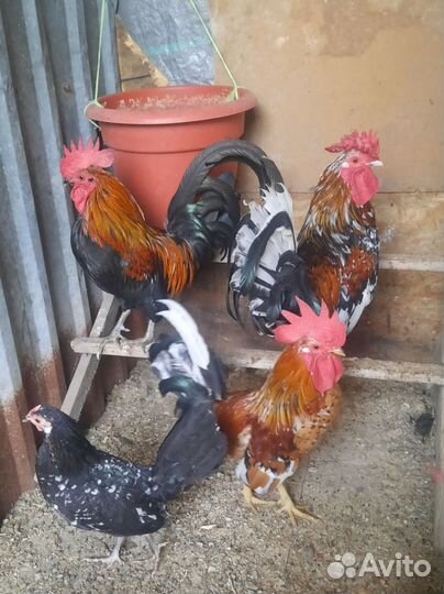 Петухи Бентанки