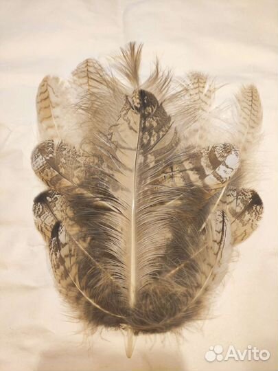 Перья хищных птиц