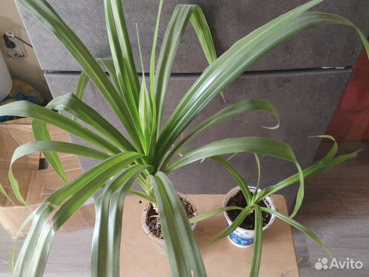 Пальма панданус