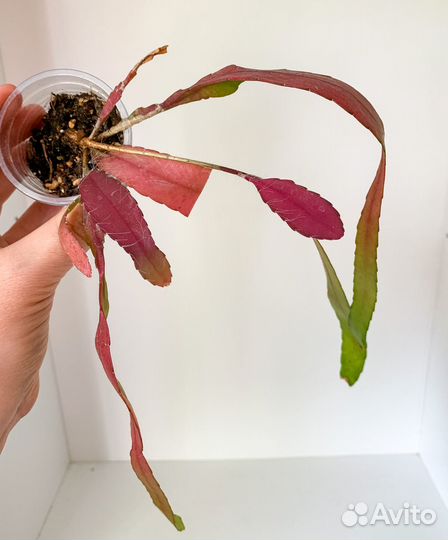 Комнатные растения