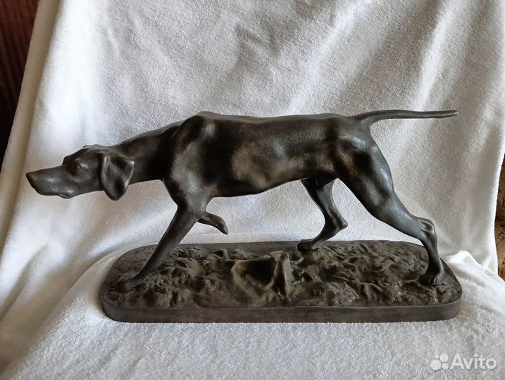 Касли пойнтер